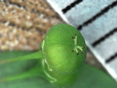Phyllanthus tenellus