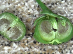 Phyllanthus tenellus