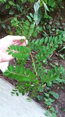 Phyllanthus tenellus