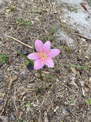 Zephyranthes rosea