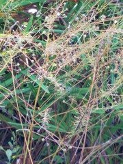 Eragrostis amabilis