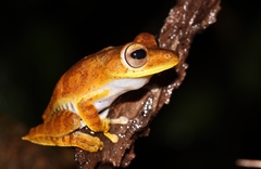 Boana calcarata