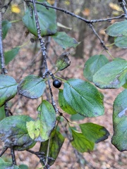 Rhamnus cathartica