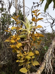 Phoradendron nervosum