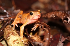 Atelopus flavescens