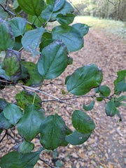 Rhamnus cathartica