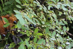Vaccinium alaskaense