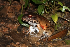 Leptodactylus knudseni