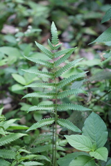 Goniopteris tetragona
