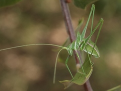 Arethaea carita