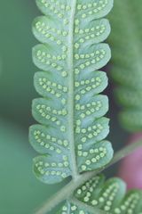 Goniopteris tetragona
