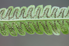 Goniopteris tetragona