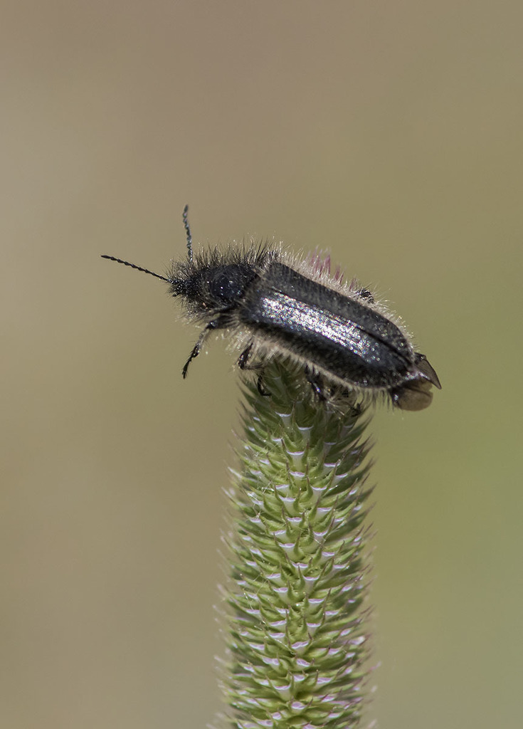 Enicopus ibericus