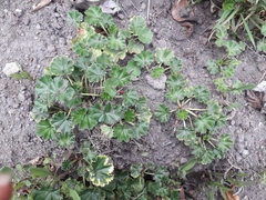 Alchemilla orbiculata