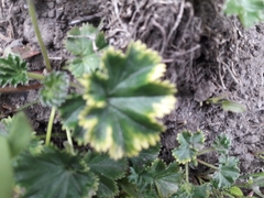 Alchemilla orbiculata