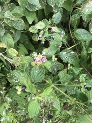 Lantana camara image