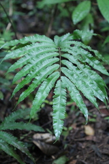 Goniopteris obliterata