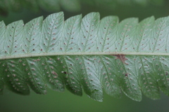 Goniopteris obliterata