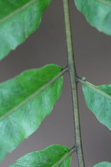 Goniopteris obliterata