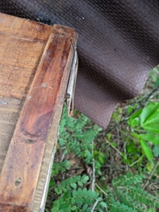 Notomabuya frenata