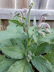 Borago