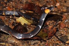 Oxyrhopus melanogenys