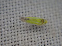 Lindbergina aurovittata
