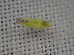 Lindbergina aurovittata