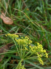 Pastinaca sativa