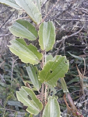 Passiflora alnifolia