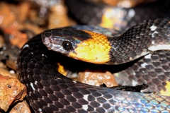 Oxyrhopus melanogenys