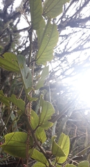 Passiflora alnifolia