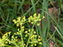 Pastinaca sativa