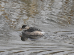 Tachybaptus ruficollis