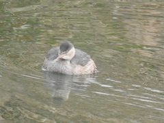 Tachybaptus ruficollis