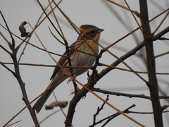 Emberiza elegans