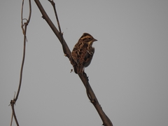 Emberiza elegans