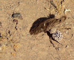 Omorgus pastillarius