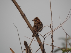 Emberiza elegans