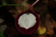 Aristolochia nelsonii