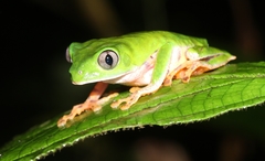 Callimedusa tomopterna