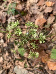 Thaspium