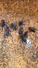 Ceuthophilus maculatus