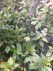 Miconia crocea