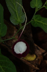 Aristolochia nelsonii