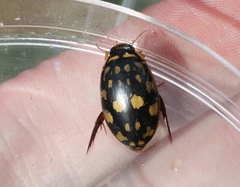 Thermonectus marmoratus