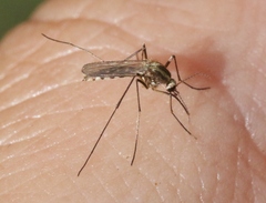 Aedes trivittatus
