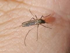 Aedes trivittatus