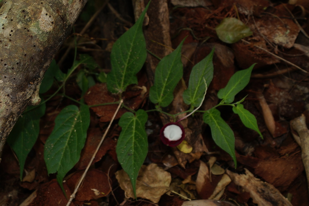 Aristolochioideae
