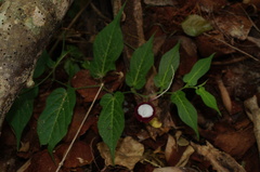 Aristolochia nelsonii